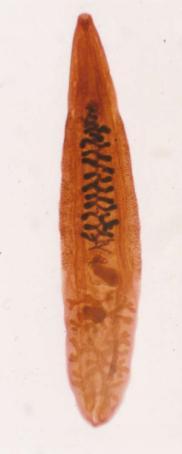 节聚餐这口“鲜”可能让它找上门！冰球突破